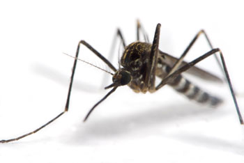 Aedes Japonicus Mosquito