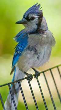 West Nile Virus birds include the blue jay